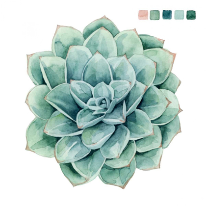 Picture of SUCCULENT SWATCHES I
