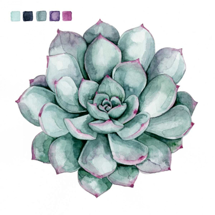 Picture of SUCCULENT SWATCHES II