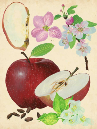 Picture of APPLE AND BLOSSOM STUDY I