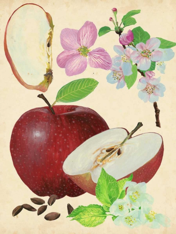 Picture of APPLE AND BLOSSOM STUDY I