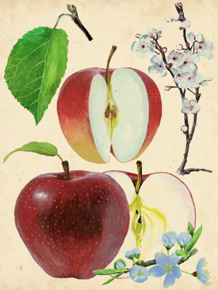 Picture of APPLE AND BLOSSOM STUDY II
