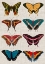 Picture of POLYCHROME BUTTERFLIES I