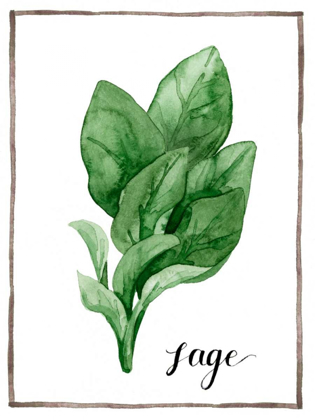 Picture of WATERCOLOR HERBS VI