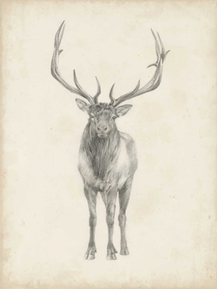 Picture of ELK STUDY