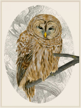 Picture of BARRED OWL I