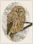 Picture of BARRED OWL I