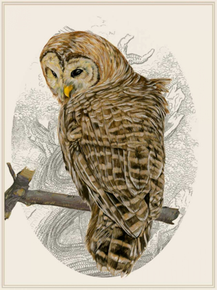 Picture of BARRED OWL II