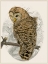 Picture of BARRED OWL II