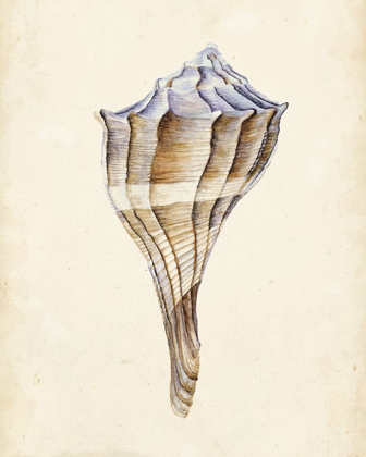 Picture of WATERCOLOR SEASHELL I
