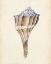 Picture of WATERCOLOR SEASHELL I