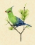 Picture of GREEN TURACO II