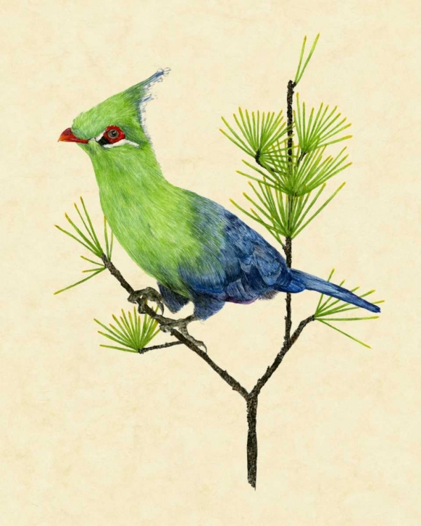 Picture of GREEN TURACO II