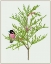 Picture of URTICA CANNABINA II