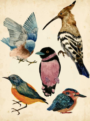 Picture of BIRD COLLECTION I