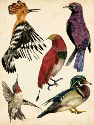Picture of BIRD COLLECTION II