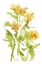 Picture of WATERCOLOR LILIES II