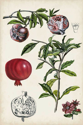 Picture of POMEGRANATE COMPOSITION I