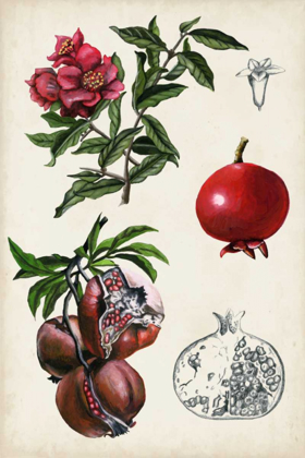 Picture of POMEGRANATE COMPOSITION II
