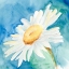 Picture of DAISY SUNSHINE I
