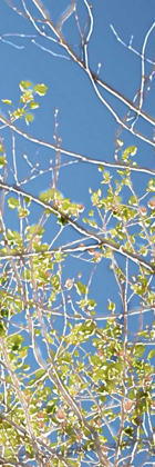 Picture of SPRING POPLARS IV