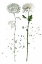 Picture of BOTANY FLOWER IV