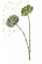 Picture of BOTANY FLOWER V
