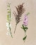 Picture of PRETTY PRESSED FLOWERS IV