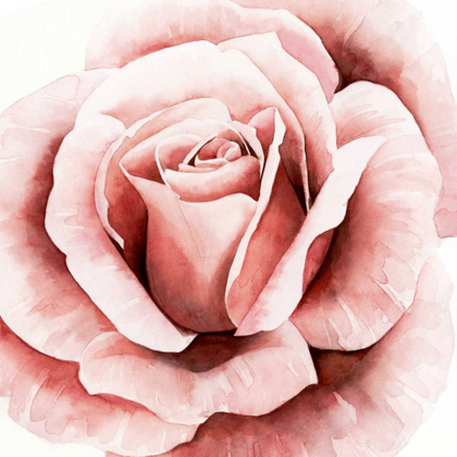 Picture of PINK ROSE II