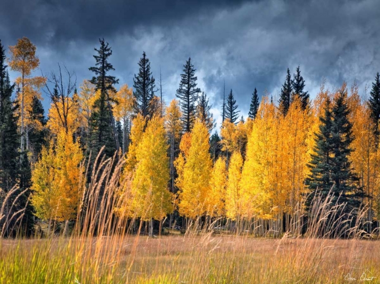 Picture of THROUGH THE YELLOW TREES I