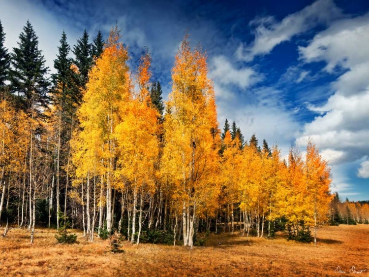 Picture of THROUGH THE YELLOW TREES II