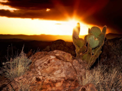 Picture of SUNSET IN THE DESERT V