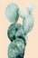 Picture of CACTUS ON CORAL I