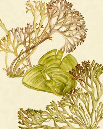 Picture of VINTAGE SEAWEED COLLECTION II