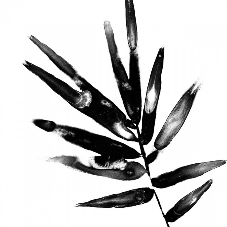 Picture of MONOCHROME TROPIC IX