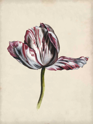 Picture of ANTIQUE TULIP STUDY II