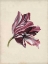Picture of ANTIQUE TULIP STUDY III