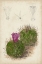 Picture of ANTIQUE CACTUS II