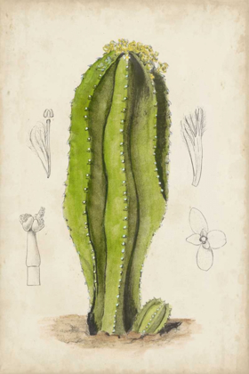 Picture of ANTIQUE CACTUS VI