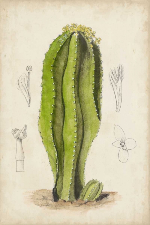 Picture of ANTIQUE CACTUS VI