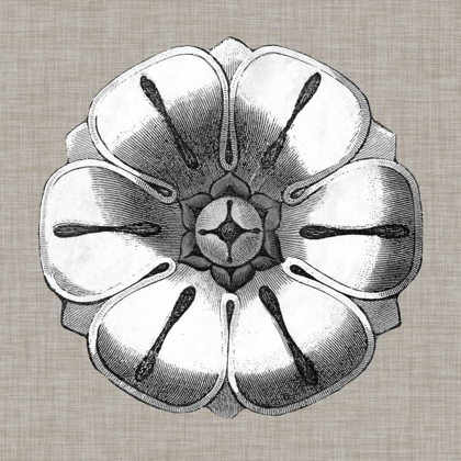 Picture of NEUTRAL ROSETTE DETAIL I