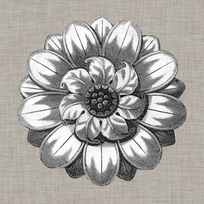 Picture of NEUTRAL ROSETTE DETAIL IV