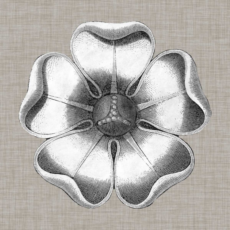 Picture of NEUTRAL ROSETTE DETAIL VI