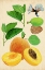 Picture of APRICOT STUDY I