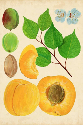 Picture of APRICOT STUDY II