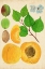 Picture of APRICOT STUDY II