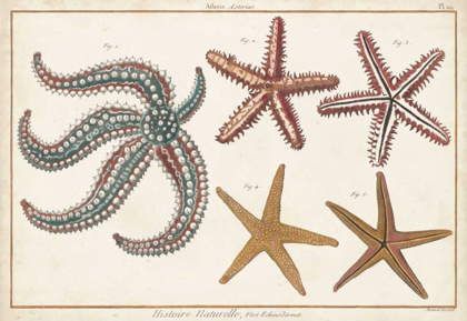 Picture of STARFISH NATURELLE II