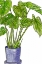 Picture of POTTED JUNGLE III