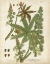 Picture of WEINMANN TROPICAL PLANTS I