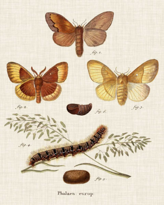 Picture of LIFE CYCLE OF A MOTH I