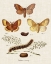 Picture of LIFE CYCLE OF A MOTH I